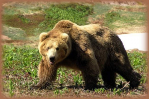 Bježeći od medvjeda, službenik za saobraćajnog policajaca upucao je brata